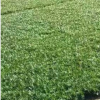 中国郴州易成活易种植玉龙草