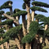 中国郴州兴盛易成活易种植榆树
