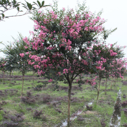 中国郴州 興盛 紫薇树