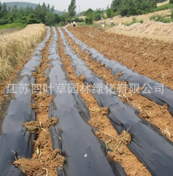 批发黑色除草地膜 黑白地膜 银灰双色地膜 量大可定制 欢迎选购