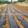 批发黑色除草地膜 黑白地膜 银灰双色地膜 量大可定制 欢迎选购