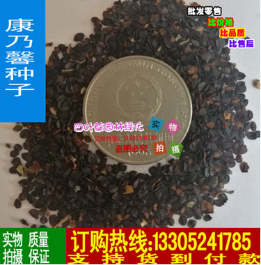 批发优质康乃馨花籽 花草种籽 品种齐全 量大优惠 供应各类草花