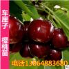 山东基地直销 车厘子大樱桃树苗 矮化 樱桃树苗 南方北方种植