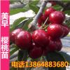 山东基地直销 美早庭院盆栽 大樱桃树 樱桃树苗 南方北方种植
