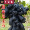 专业苗木基地直销 甜蜜蓝宝石葡萄苗 葡萄树苗 南方北方种植