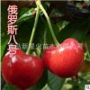 山东平度 嫁接 大樱桃苗 俄罗斯八号 樱桃苗 适合南北方种植