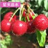 山东基地直销 先锋樱桃树苗 盆栽 地栽 嫁接 南方北方种植