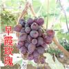山东大泽山 早霞玫瑰葡萄树 早熟葡萄 无核葡萄树