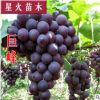 巨峰葡萄苗果树苗木葡萄树苗南方北方种植 山东基地直销批发供应