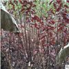专业种植落叶灌木紫叶矮樱园林绿化观赏苗木 矮樱 丛生大紫叶李