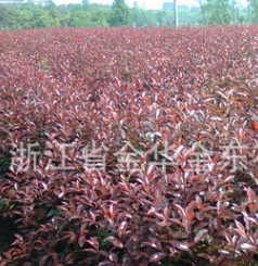 供应红叶石楠篱笆苗 高度1米以上 冠幅50至70厘米绿化苗木