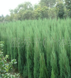 供应塔柏树苗 高度1到2米塔柏树苗 绿化苗木