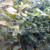 供应六角大红茶花小苗 移植一二年生六角大红茶花苗 绿化苗木