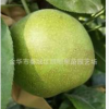 金华四明果苗 批发翠冠梨苗 早熟 汁多 味甜 化渣 82梨苗 砂梨苗