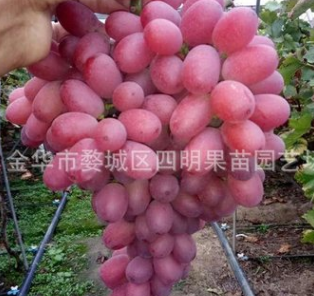 供应优质克伦生葡萄苗 晚熟无核红提 贝达嫁接 克瑞生葡萄苗 正宗