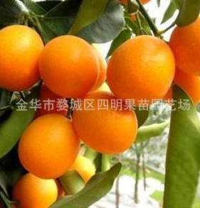 供应优质苗金桔 滑皮金柑苗 脆皮金桔苗 蜜糖金桔苗 浙江金橘苗