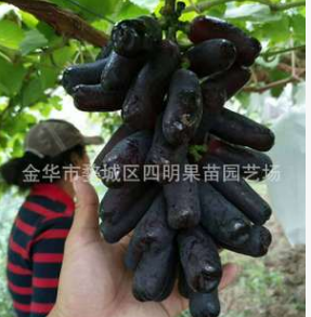 甜蜜蓝宝石葡萄苗批发 金手指黑提葡萄苗 纯度高 根系好 正宗