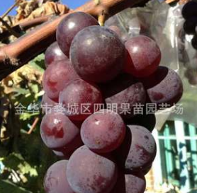 正宗丛林玫瑰葡萄苗 极早熟 果粒大 玫瑰香 新品种葡萄苗 金华苗
