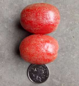 批发销售高品质羊奶果苗 产量高品种好易成活 产地直销 举报