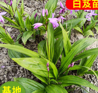 批发供应白芨苗 三叉白芨 紫兰根 甘根 白给幼苗