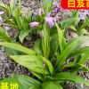 批发供应白芨苗 三叉白芨 紫兰根 甘根 白给幼苗