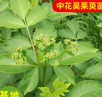 批发供应中药材中花吴茱萸苗 高品质吴茱萸 产地直销