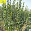 供应北海道黄杨 高1.5米 1.8米2米常绿灌木做绿篱 根系发达北海道