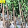 供应北海道 景观观赏树 做绿篱围墙 现场看树 1.5-2.5米北海道