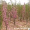 山东供应北京5公分6公分8公分菊花碧桃 龙柱碧桃 红叶碧桃多少钱