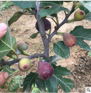 无花果树苗 四季水果苗果树苗南方北方室内盆栽阳台种植当年结果