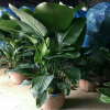 室内大型绿植花卉 天堂鸟盆栽植物 鹤望兰 吸甲醛 净化空气
