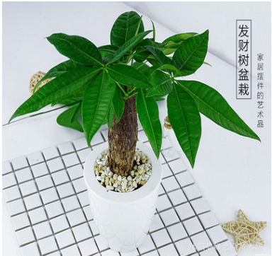 发财树室内招财绿植花卉植物客厅发财树盆栽小盆景四季常青植物