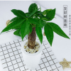 发财树室内招财绿植花卉植物客厅发财树盆栽小盆景四季常青植物