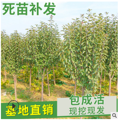 矮化柱状苹果树苗 红富士苹果苗 直供新疆3-5公分苹果树占地用苗