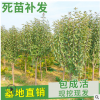 矮化柱状苹果树苗 红富士苹果苗 直供新疆3-5公分苹果树占地用苗