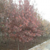 供应苗木北美红橡树新品种欧洲红栎、变色好、生长快、质优价廉、