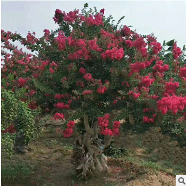 红火球百日红 树苗多规格紫薇树 基地供应风景树绿化乔木