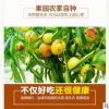 山西临猗庙上大棚冬枣新鲜水果当季时令孕妇水果甜脆