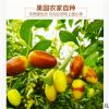 山西运城临猗特产现摘新鲜水果 枣子弹头枣冬枣 鲜枣香脆甜5斤装