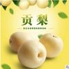 山西运城临猗贡梨新鲜翠梨10斤水果酥梨当季贡梨