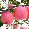 运城新鲜脆甜红富士 苹果临猗水果
