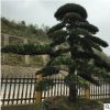 【火热推荐】罗汉松 精品造型罗汉松 住宅绿化观赏风景树 规格全