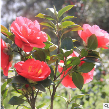 基地直销 茶花 茶梅 桂花 红花继木 月季花 大花滨菊等绿化工程