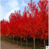 新采日本红枫种子 美国红枫种子 绿化苗种子 彩色树木种子