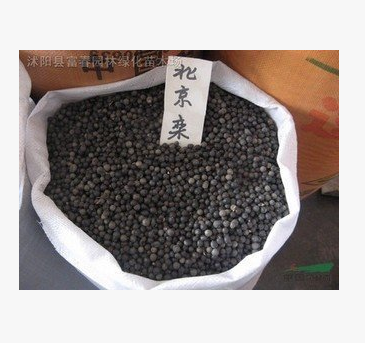 批发新采栾树种子 黄山栾种子 北京栾种子 南栾种子图2