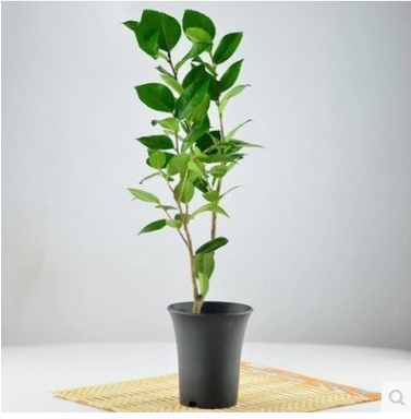 室内盆栽绿植花卉名贵四季茶花苗山茶树苗大苗批发当年开花图2