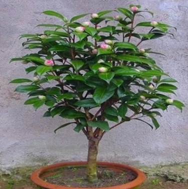 室内盆栽绿植花卉名贵四季茶花苗山茶树苗大苗批发当年开花图3