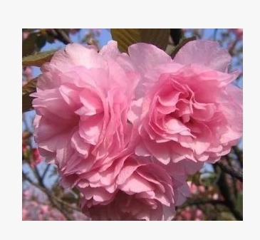 当年开花日本樱花树苗庭院绿化大樱花树苗 嫁接樱花树苗 樱花小苗图3