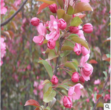 垂丝海棠苗 庭院种植绿化苗 观赏型苗木