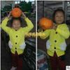 春见苗 春见树苗 嫁接柑桔苗 四川嫁接春见柑橘树苗 春见耙耙柑苗